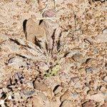 Image result for Enneapogon desvauxii