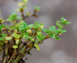 Image result for Oldenlandia goreensis