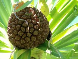 More images for growing berries in hawaii » 14 Fun Facts About Hawaiian Pineapples Origin History Pizza Hawaii
