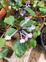 Image result for Plectranthus verticillatus