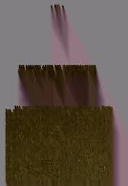 Image result for Nolletia zambesica