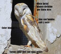 Aves Del Golfo San Jorge Lechuza De Campanario Americana Tyto Furcata La lechuza suele no tener las plumas que parecen cuernitos, salvo en el caso de el buho de tierra. campanario americana tyto furcata