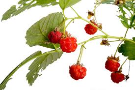 Image result for Rubus sp.