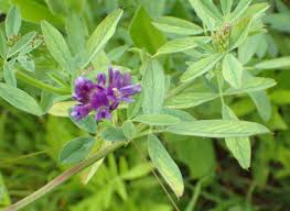 Image result for Medicago sativa