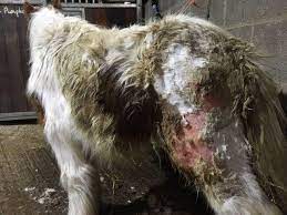 Pony abandoned and left to starve in field | The Mail