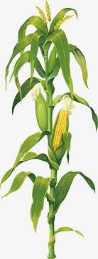 Corn Corn Clipart Green Leaves Corn Cobs Png And Vector With Transparent Background For Free Download Corn On Cob Corn Painting Corn Stalks