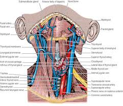 It later unites to create the basilar artery in a complex named. Head And Neck And Spine Basicmedical Key