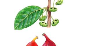 Image result for Antiaris