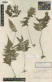 Image result for Asplenium simii