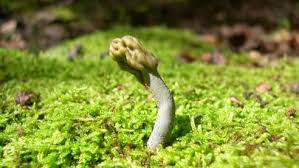 Image result for Microglossa densiflora