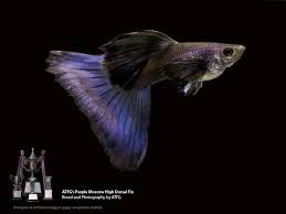 Pin On Fish I Like