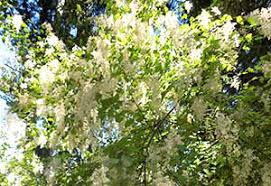 So it's probably not a good idea to decapitate flowers along the highway in switzerland without good reason. Is Your Garden In The Doldrums Plant These Trees And Shrubs For Stunning Summer Flowers