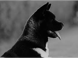 The american akita can grow to a heigh between 24 and 26 inches (61 and 71 cm) and can weigh between 70 and 130 pounds (32 and 60 kg). American Akita Welpen Wielen Uelsen Haustier Anzeiger