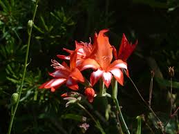 Image result for Gladiolus microspicatus