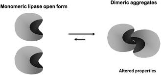 Check out new themes, send gifs, find every photo you've ever sent or received, and search your account faster than ever. Novozym 435 The Perfect Lipase Immobilized Biocatalyst Catalysis Science Technology Rsc Publishing Doi 10 1039 C9cy00415g