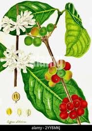 Image result for Coffea schliebenii