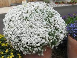 Lobularia Can I Use It As Filler Plants Alyssum Heat Tolerant Plants