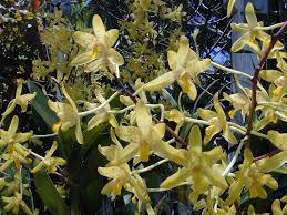 Image result for Ansellia