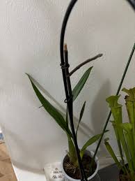 Image result for puklice na orchideích obrázek