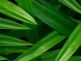 Manfaat daun sirih bagi wanita setelah melahirkan. 16 Manfaat Daun Pandan Wangi Untuk Kesehatan Miss V Dan Wajah Diadona Id