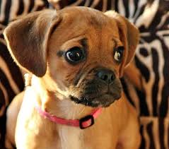 Black And Tan Puggle Puppies For Sale 1e59031144e1672174b52d4d77b18af4 Jpg 450 396 Cute Dogs Cute Puppies And Kittens Puggle Puppies