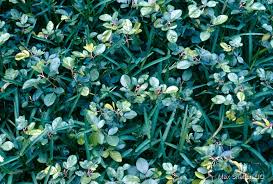 Image result for Stenotaphrum dimidiatum