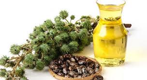 Mediacongo Net Actualites L Huile De Ricin Ses Effets Magiques Sur La Barbe