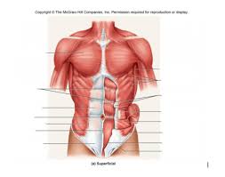 What do they do?, how do scalenes help with breathing? Front Of Torso Muscles