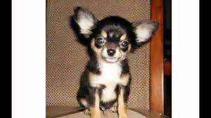 8,241 likes · 18 talking about this. Long Hair Teacup Chihuahua Youtube