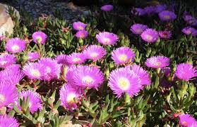 In the desert, where there is often a marked contrast between night and day, succulents thrive in the colder nights, where temperatures sometimes reach 40 degrees fahrenheit or lower. Succulents The Ultimate How To Guide For Succulent Plants