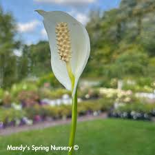 Image result for Spathiphyllum