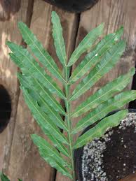 Image result for Filicium decipiens