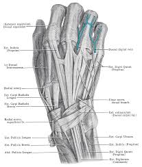 Extensor tendons are in the hands and feet. Extensor Expansion Wikipedia