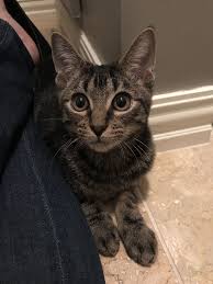 Girls cat lovers kittens pets twirl skirt 6 12 18 2t 3t 4t 5 6 7 8 tabby siamese persian bengal. Parker Is A 4 Month Old Tabby Kitten Tabby Kitten Cats Tabby
