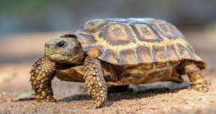 Africa Tortoise Guide Kruger National Park