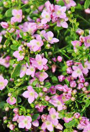 Die Korallenraute Boronia Crenulata Ist Ein Sch Ouml Ner Kleiner Strauch Welcher Max 80 100cm Hoch Werden Kann Nbsp Kr Aum Pflanzen Rauten Gartenentwurfe