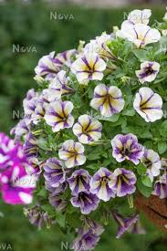 Buy petunia seeds from swallowtail garden seeds. Petunia Peppy Blueberry Muffin Mediendatenbank