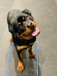Akc star puppy near me. Akc S T A R Puppy Class Series Signals Az