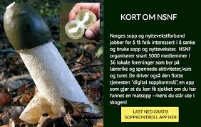 Flesteparten av de alvorligste forgiftningene har vært hos innvandrere og turister. Soppsesongen 2019 Plukkselv No Nettbutikk For Hage Og Sankeentusiasten