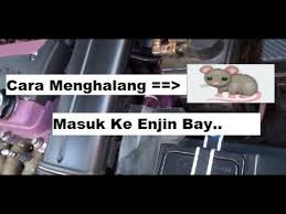 Sudah coba berbagai cara mengusir tikus, namun belum menemukan yang paling tepat? Cara Menghalang Tikus Masuk Ke Enjin Bay Kenderaan Youtube