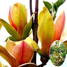 Image result for magnolie sunsation