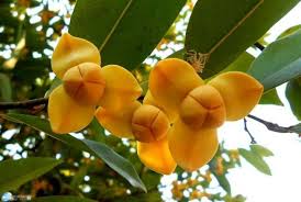 Image result for Sphaerocoryne gracilis