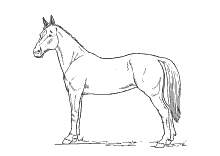 Dies punkt zu punkt paviane zum ausdrucken, kostenlos, für. Ausmalbilder Pferde Und Ponys Stute Fohlen Und Esel