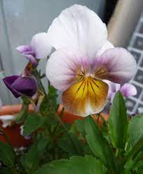 Viola Little Angel Our Recent Introduction She Is Hardy Floriferous Sweet Scented Hope You Like Her Viola Pansy Flower Plant Hardy Scent Uk Pansies Flowers Beautiful Flowers Pansies