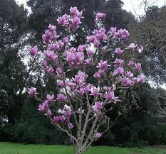 Image result for magnolia soulangeana