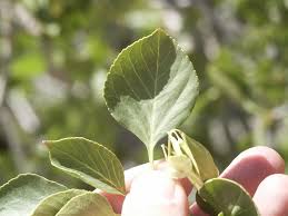 Image result for Aeollanthus breviflorus