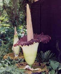Top 20 Weirdest And Most Interesting Plants And Fungi In The World Plants Titan Arum Unique Plants