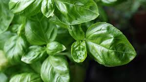 Adding a small amount of olive oil to the mixture helps them retain their green color during the freezing. 3 Tips For Preserving Fresh Basil All Year Long Kitchn