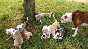 Unfortunately, in 1943, papa buck lane was hit by a train and died. Alapaha Blue Blood Bulldog Puppies 8 Weeks Old Dogs Playing Socializing With Chickens Youtube