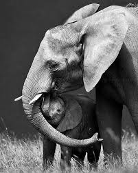 Beautiful Black And White Elephant Pictures Pin By Brandy Terry Miller On Angela Animals Animals Beautiful Save The Elephants